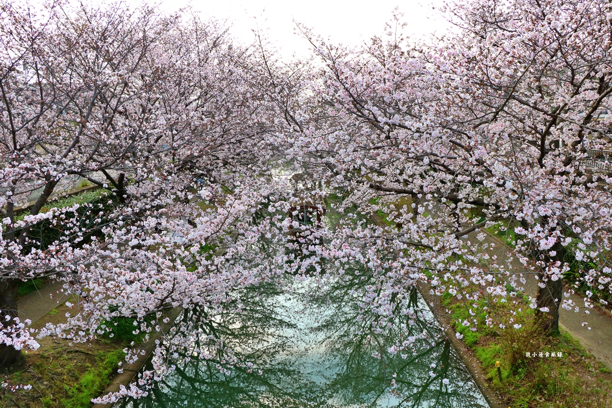 【日本京都】伏見十石舟‧最美的櫻花運河,重回江戶時代靜謐賞櫻,春季最具代表性的水上賞櫻 - 第1張圖 【日本京都】伏見十石舟‧最美的櫻花運河,重回江戶時代靜謐賞櫻,春季最具代表性的水上賞櫻
