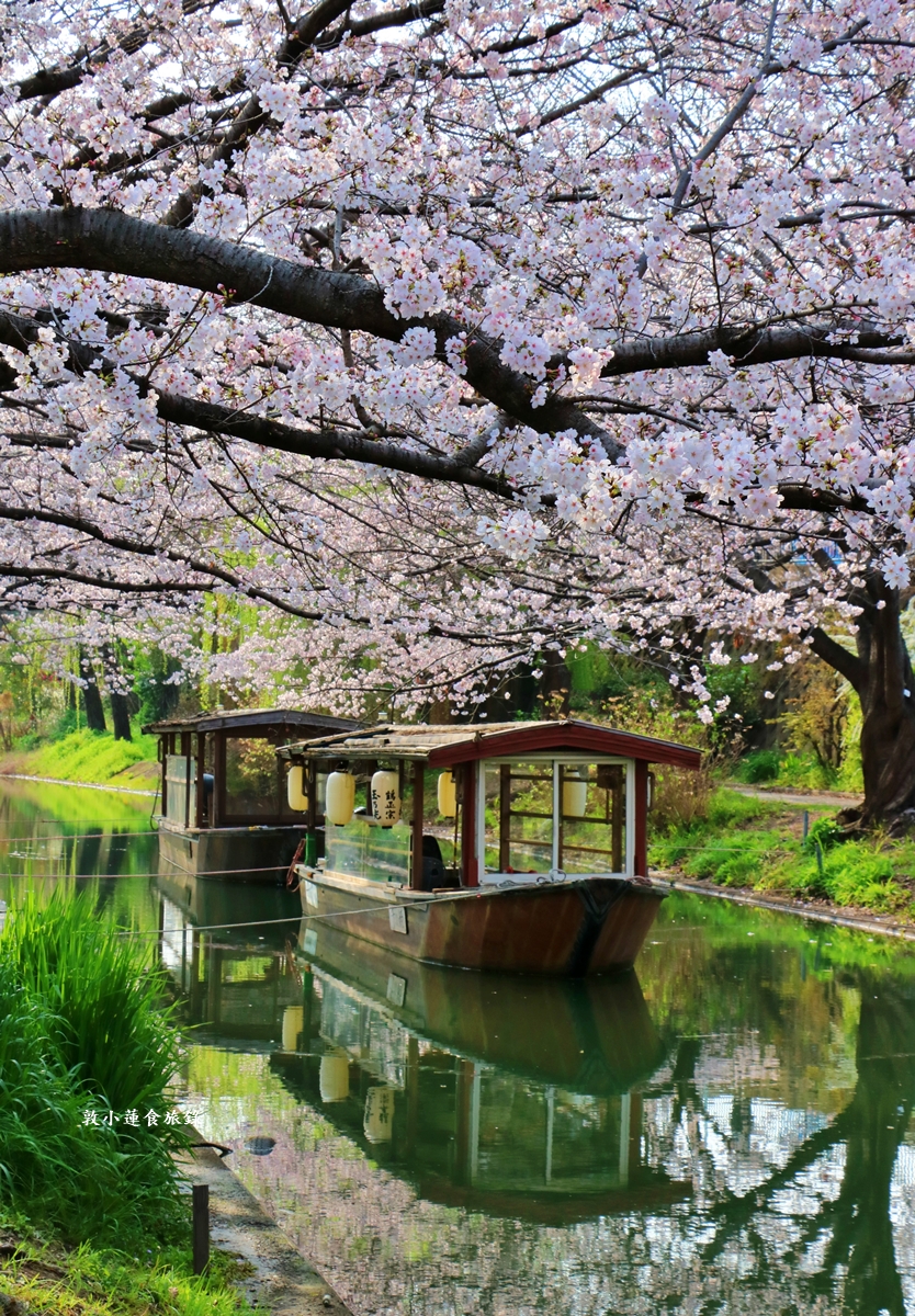 【日本京都】伏見十石舟‧最美的櫻花運河,重回江戶時代靜謐賞櫻,春季最具代表性的水上賞櫻 - 第5張圖 【日本京都】伏見十石舟‧最美的櫻花運河,重回江戶時代靜謐賞櫻,春季最具代表性的水上賞櫻