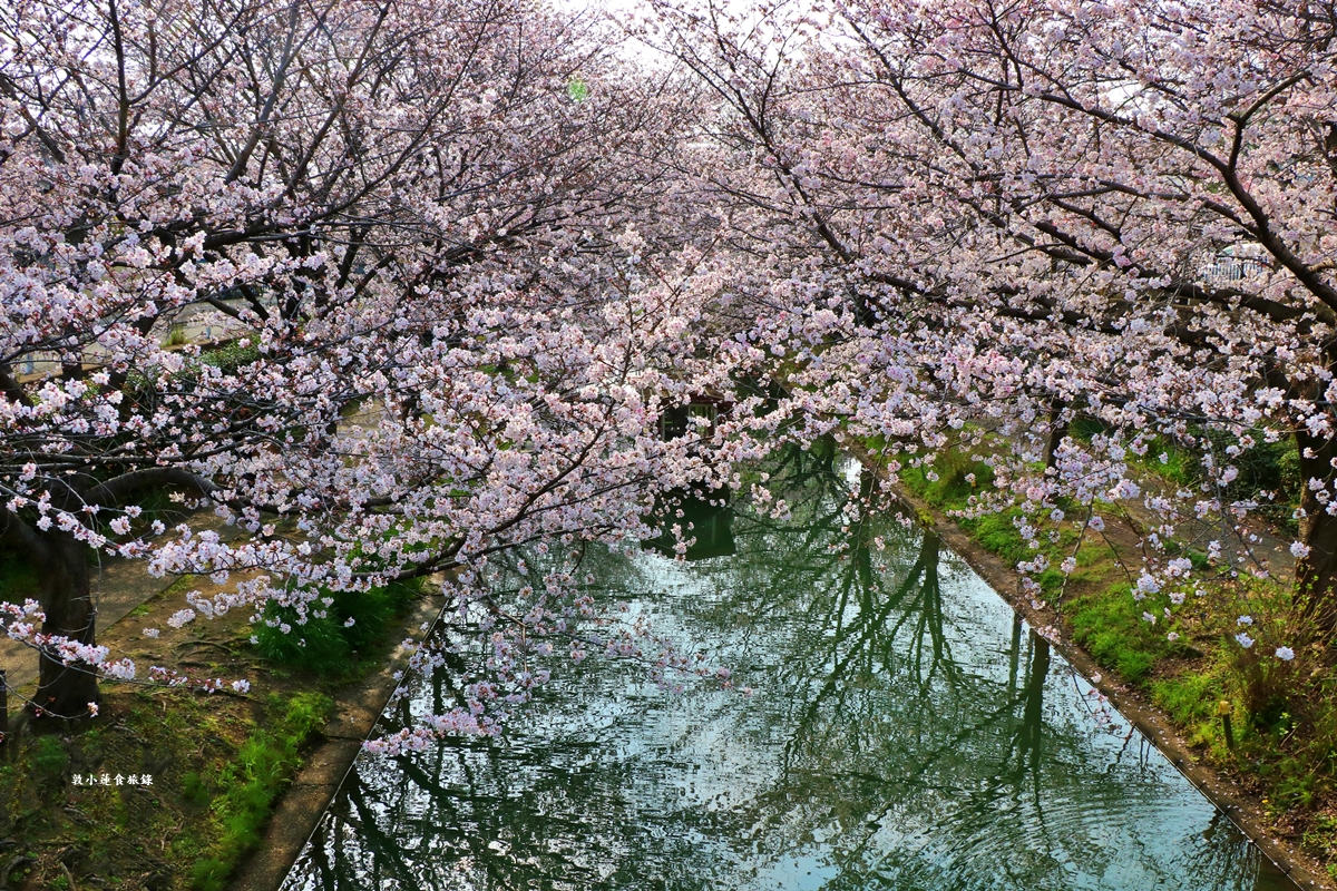 【日本京都】伏見十石舟‧最美的櫻花運河,重回江戶時代靜謐賞櫻,春季最具代表性的水上賞櫻 - 第7張圖 【日本京都】伏見十石舟‧最美的櫻花運河,重回江戶時代靜謐賞櫻,春季最具代表性的水上賞櫻