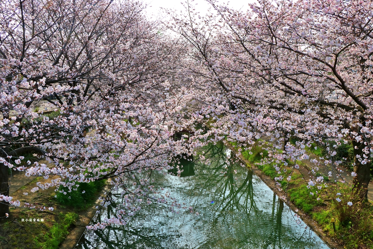 【日本京都】伏見十石舟‧最美的櫻花運河,重回江戶時代靜謐賞櫻,春季最具代表性的水上賞櫻 - 第8張圖 【日本京都】伏見十石舟‧最美的櫻花運河,重回江戶時代靜謐賞櫻,春季最具代表性的水上賞櫻