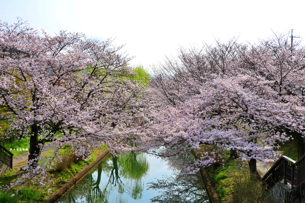 【日本京都】伏見十石舟‧最美的櫻花運河,重回江戶時代靜謐賞櫻,春季最具代表性的水上賞櫻 - 第16張圖 【日本京都】伏見十石舟‧最美的櫻花運河,重回江戶時代靜謐賞櫻,春季最具代表性的水上賞櫻