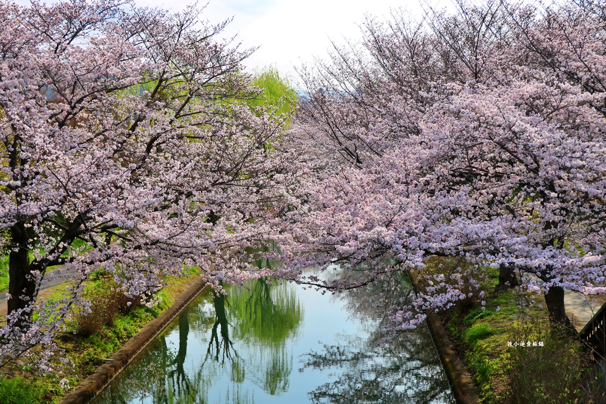 【日本京都】伏見十石舟‧最美的櫻花運河,重回江戶時代靜謐賞櫻,春季最具代表性的水上賞櫻 - 第17張圖 【日本京都】伏見十石舟‧最美的櫻花運河,重回江戶時代靜謐賞櫻,春季最具代表性的水上賞櫻