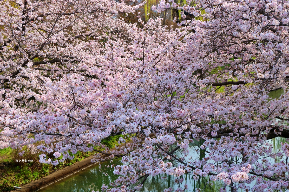【日本京都】伏見十石舟‧最美的櫻花運河,重回江戶時代靜謐賞櫻,春季最具代表性的水上賞櫻 - 第18張圖 【日本京都】伏見十石舟‧最美的櫻花運河,重回江戶時代靜謐賞櫻,春季最具代表性的水上賞櫻