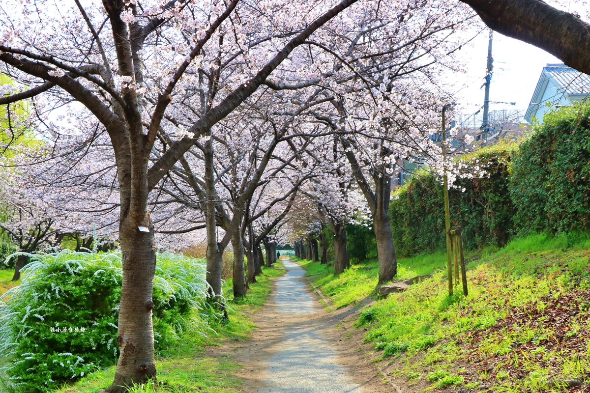 【日本京都】伏見十石舟‧最美的櫻花運河,重回江戶時代靜謐賞櫻,春季最具代表性的水上賞櫻 - 第12張圖 【日本京都】伏見十石舟‧最美的櫻花運河,重回江戶時代靜謐賞櫻,春季最具代表性的水上賞櫻
