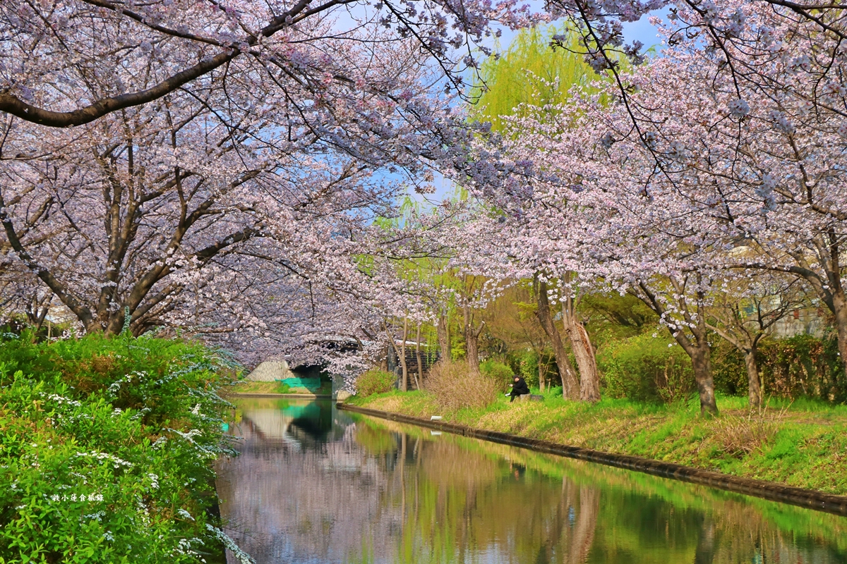 【日本京都】伏見十石舟‧最美的櫻花運河,重回江戶時代靜謐賞櫻,春季最具代表性的水上賞櫻 - 第14張圖 【日本京都】伏見十石舟‧最美的櫻花運河,重回江戶時代靜謐賞櫻,春季最具代表性的水上賞櫻