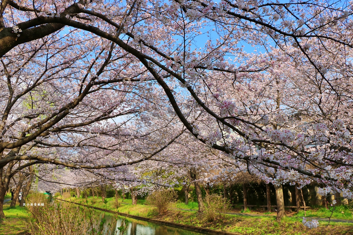 【日本京都】伏見十石舟‧最美的櫻花運河,重回江戶時代靜謐賞櫻,春季最具代表性的水上賞櫻 - 第13張圖 【日本京都】伏見十石舟‧最美的櫻花運河,重回江戶時代靜謐賞櫻,春季最具代表性的水上賞櫻