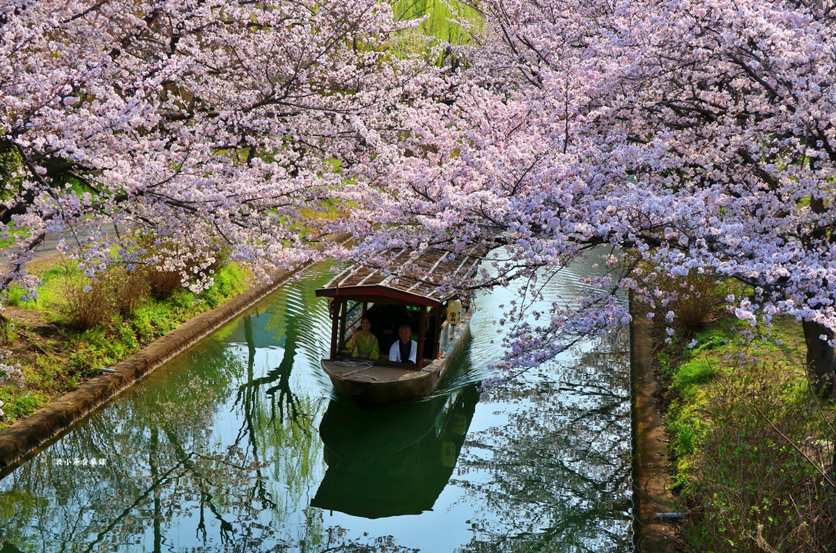 【日本京都】伏見十石舟‧最美的櫻花運河,重回江戶時代靜謐賞櫻,春季最具代表性的水上賞櫻 - 第20張圖 【日本京都】伏見十石舟‧最美的櫻花運河,重回江戶時代靜謐賞櫻,春季最具代表性的水上賞櫻