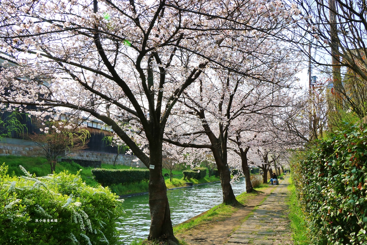 【日本京都】伏見十石舟‧最美的櫻花運河,重回江戶時代靜謐賞櫻,春季最具代表性的水上賞櫻 - 第21張圖 【日本京都】伏見十石舟‧最美的櫻花運河,重回江戶時代靜謐賞櫻,春季最具代表性的水上賞櫻