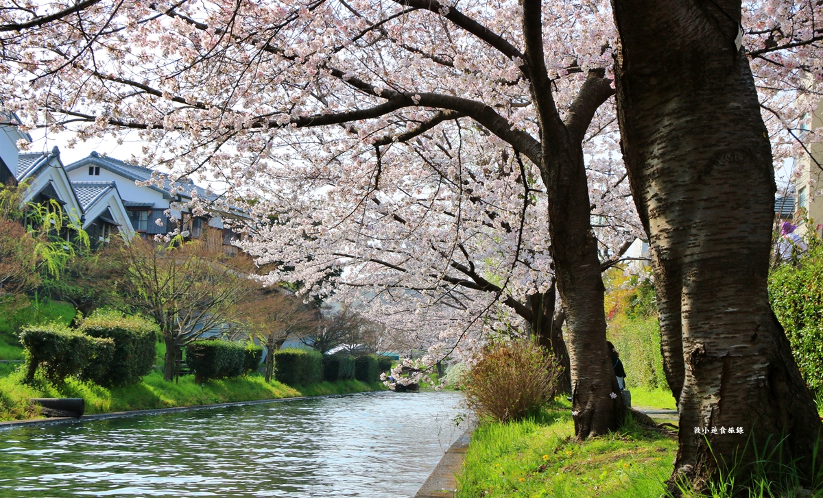 【日本京都】伏見十石舟‧最美的櫻花運河,重回江戶時代靜謐賞櫻,春季最具代表性的水上賞櫻 - 第22張圖 【日本京都】伏見十石舟‧最美的櫻花運河,重回江戶時代靜謐賞櫻,春季最具代表性的水上賞櫻