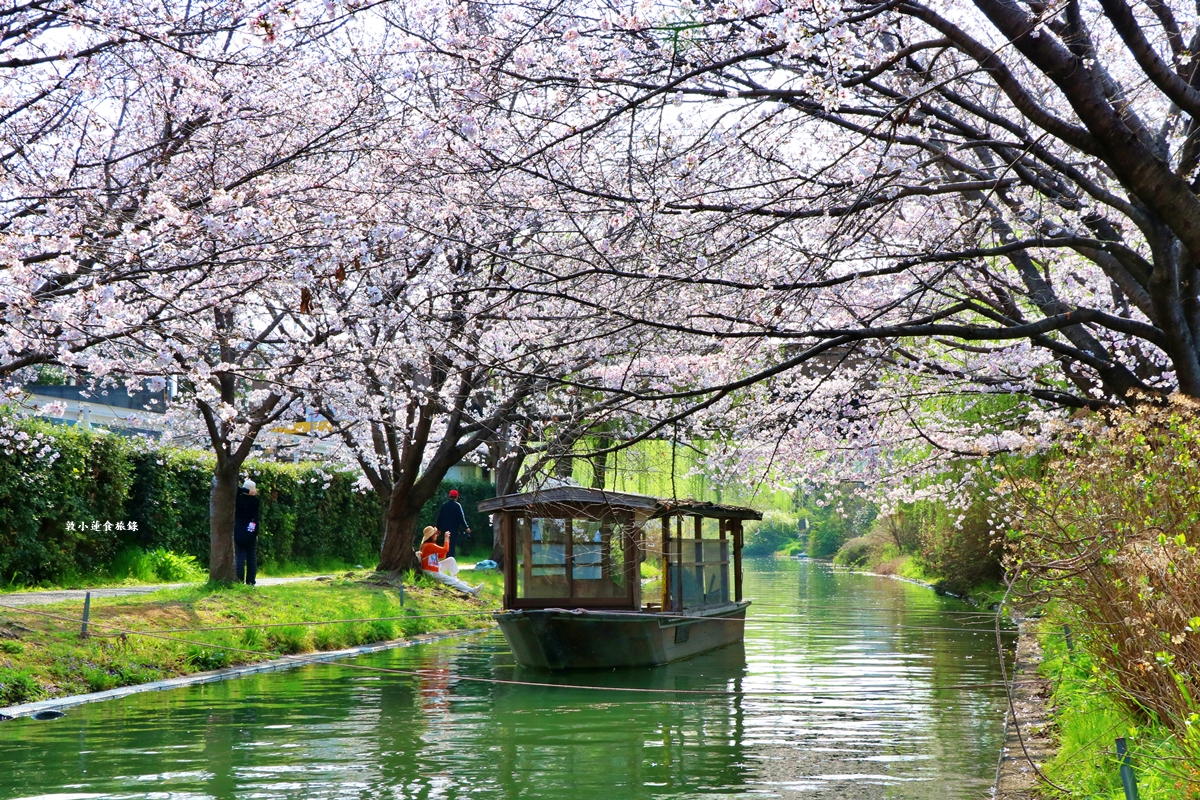 【日本京都】伏見十石舟‧最美的櫻花運河,重回江戶時代靜謐賞櫻,春季最具代表性的水上賞櫻 - 第26張圖 【日本京都】伏見十石舟‧最美的櫻花運河,重回江戶時代靜謐賞櫻,春季最具代表性的水上賞櫻