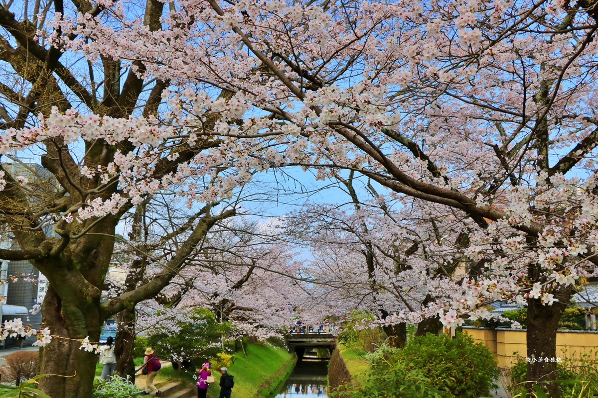 【日本京都】哲學之道‧京都散策首選哲學之道，春櫻秋楓散步小徑，來場春櫻約會