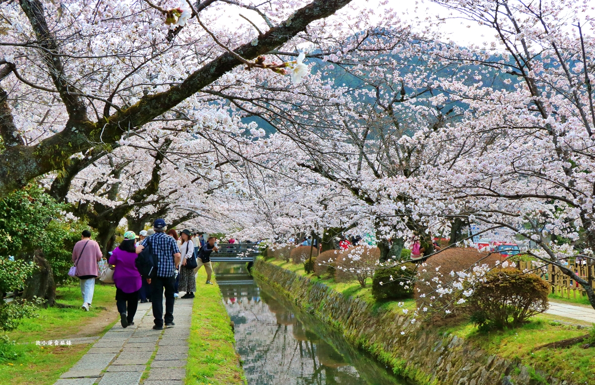 【日本京都】哲學之道‧京都散策首選哲學之道，春櫻秋楓散步小徑，來場春櫻約會