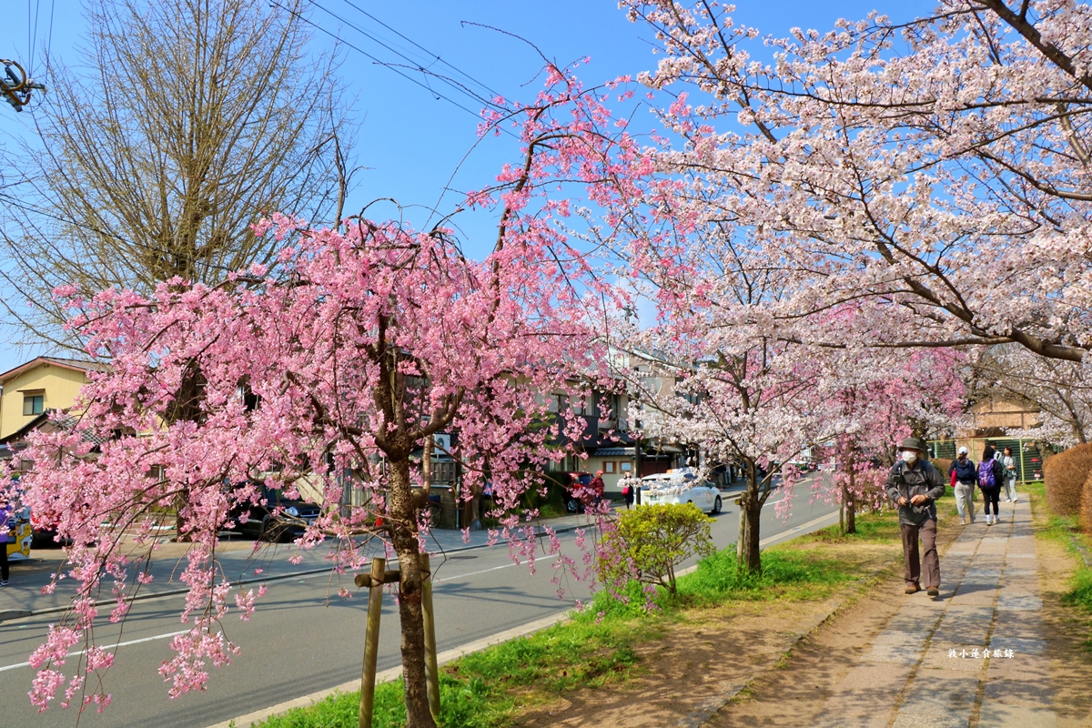 【日本京都】哲學之道‧京都散策首選哲學之道，春櫻秋楓散步小徑，來場春櫻約會