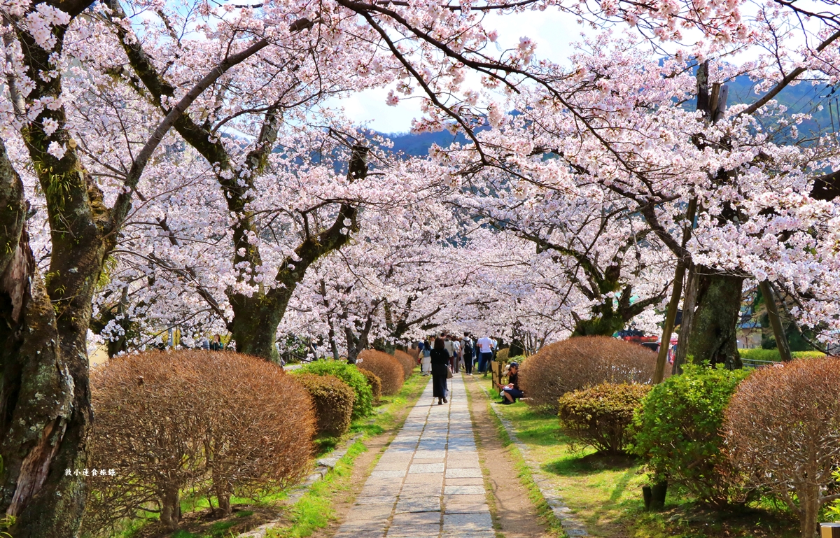 【日本京都】哲學之道‧京都散策首選哲學之道，春櫻秋楓散步小徑，來場春櫻約會