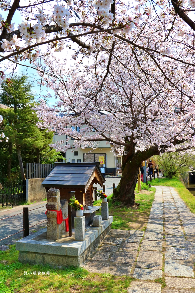 【日本京都】哲學之道‧京都散策首選哲學之道，春櫻秋楓散步小徑，來場春櫻約會