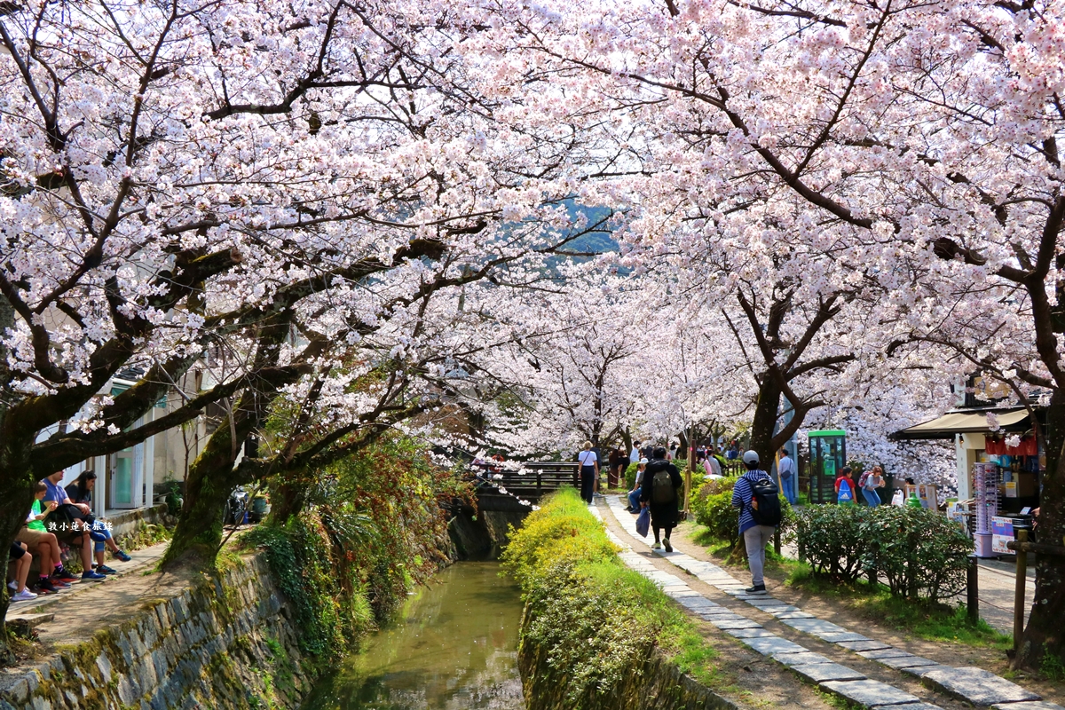 【日本京都】哲學之道‧京都散策首選哲學之道，春櫻秋楓散步小徑，來場春櫻約會