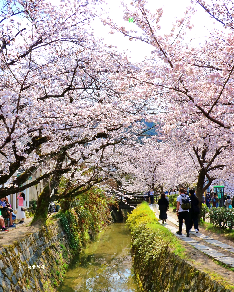 【日本京都】哲學之道‧京都散策首選哲學之道，春櫻秋楓散步小徑，來場春櫻約會