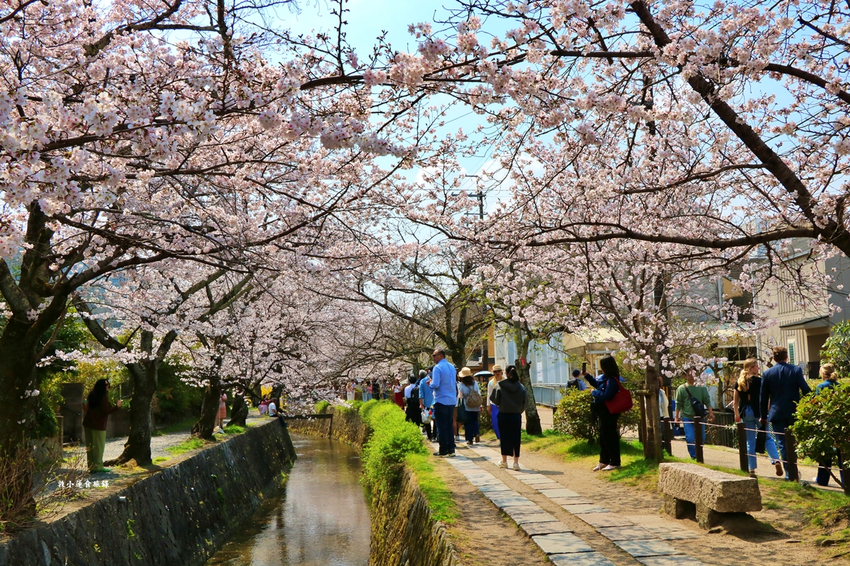 【日本京都】哲學之道‧京都散策首選哲學之道，春櫻秋楓散步小徑，來場春櫻約會