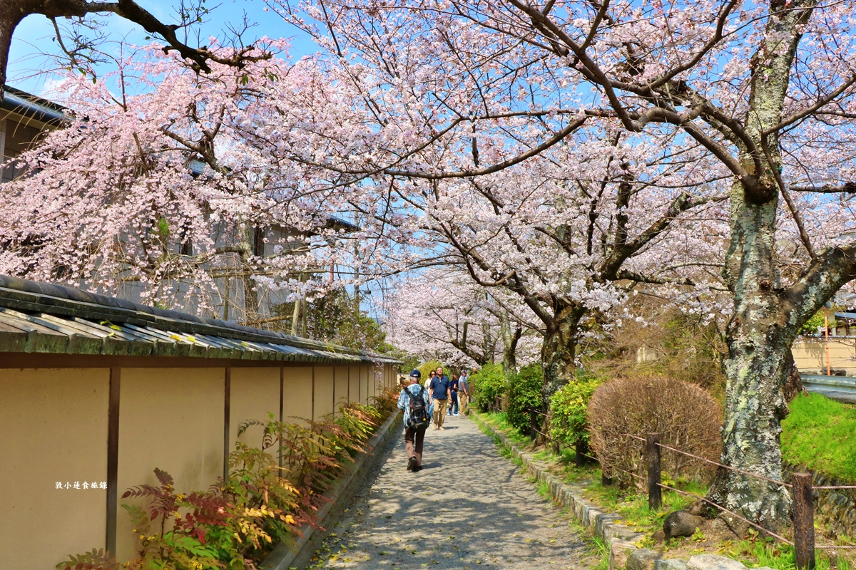 【日本京都】哲學之道‧京都散策首選哲學之道，春櫻秋楓散步小徑，來場春櫻約會