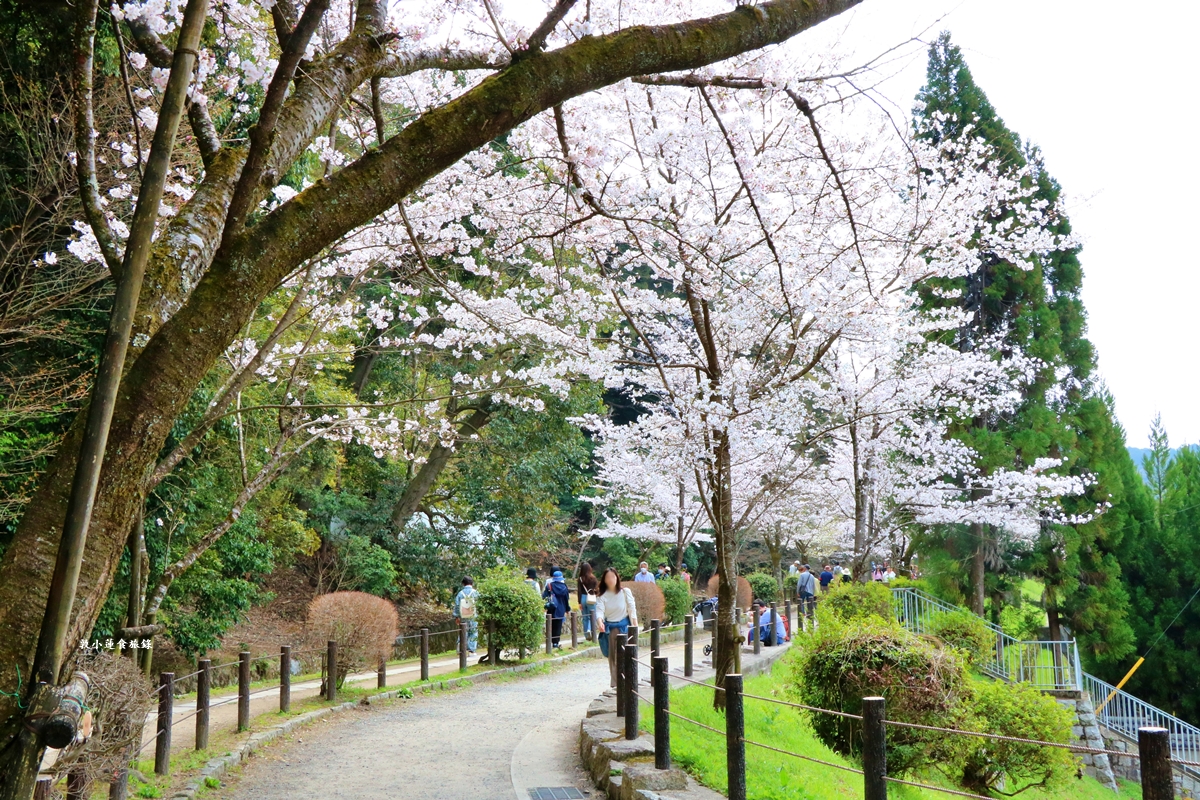 【日本京都】哲學之道‧京都散策首選哲學之道，春櫻秋楓散步小徑，來場春櫻約會