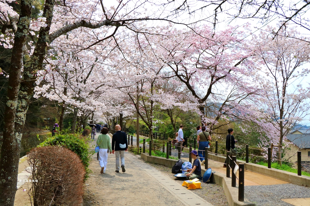 【日本京都】哲學之道‧京都散策首選哲學之道，春櫻秋楓散步小徑，來場春櫻約會