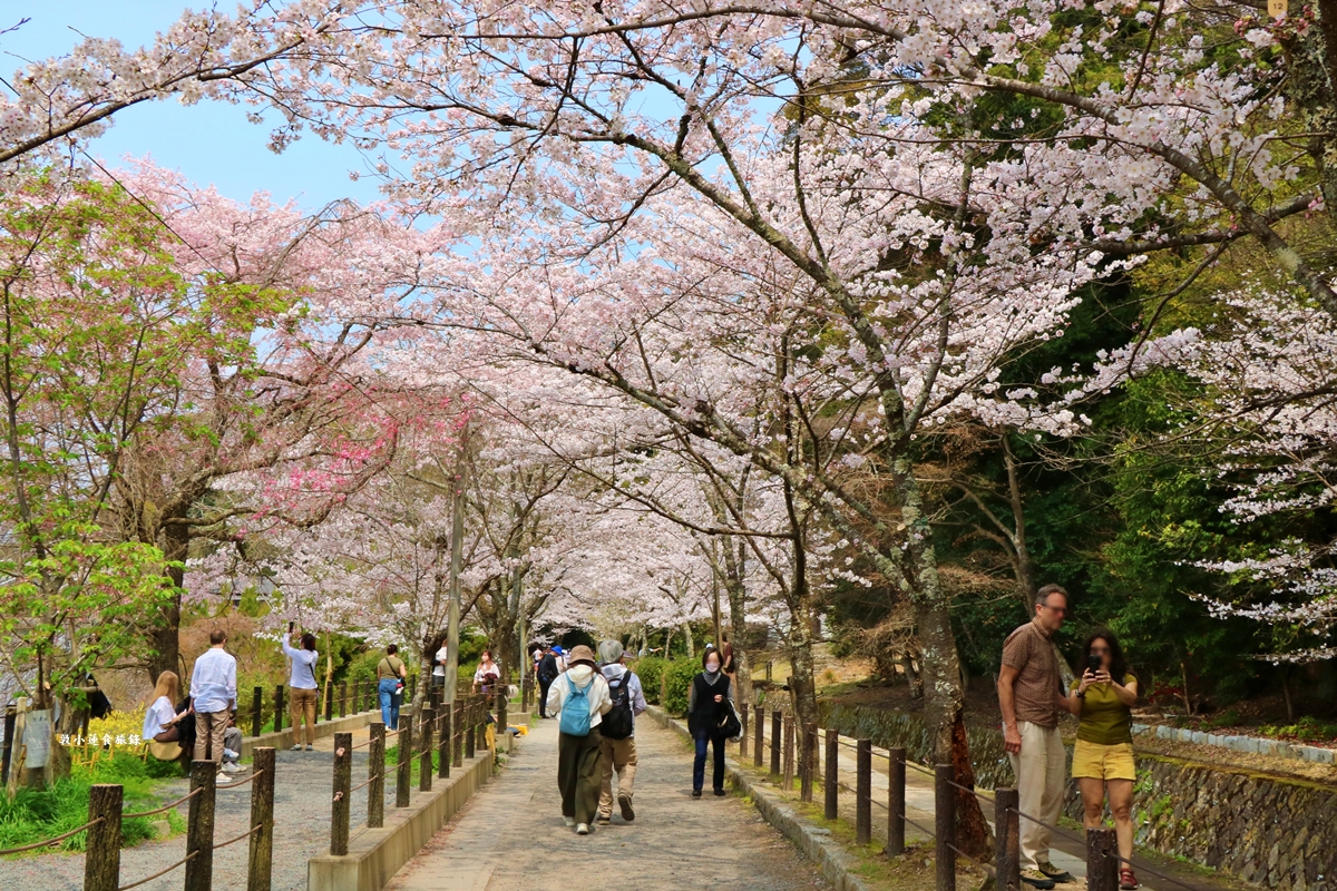 【日本京都】哲學之道‧京都散策首選哲學之道，春櫻秋楓散步小徑，來場春櫻約會