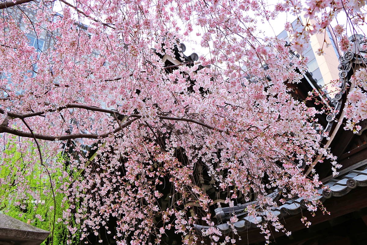 【日本京都】頂法寺-六角堂‧千年歷史京都市中心,歷史悠久六角形佛寺,花道發源地!!同場加映升財祈運-御金神社!! - 第17張圖 【日本京都】頂法寺-六角堂‧千年歷史京都市中心,歷史悠久六角形佛寺,花道發源地!!同場加映升財祈運-御金神社!!