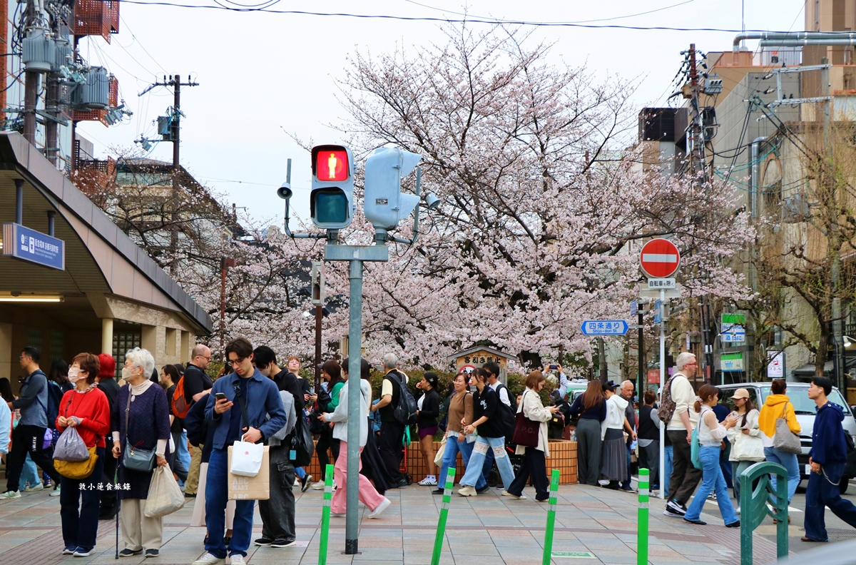 【日本京都】祇園白川櫻花‧京都浪漫賞櫻川道，如夢如幻的白川櫻，期間限定夜櫻點燈