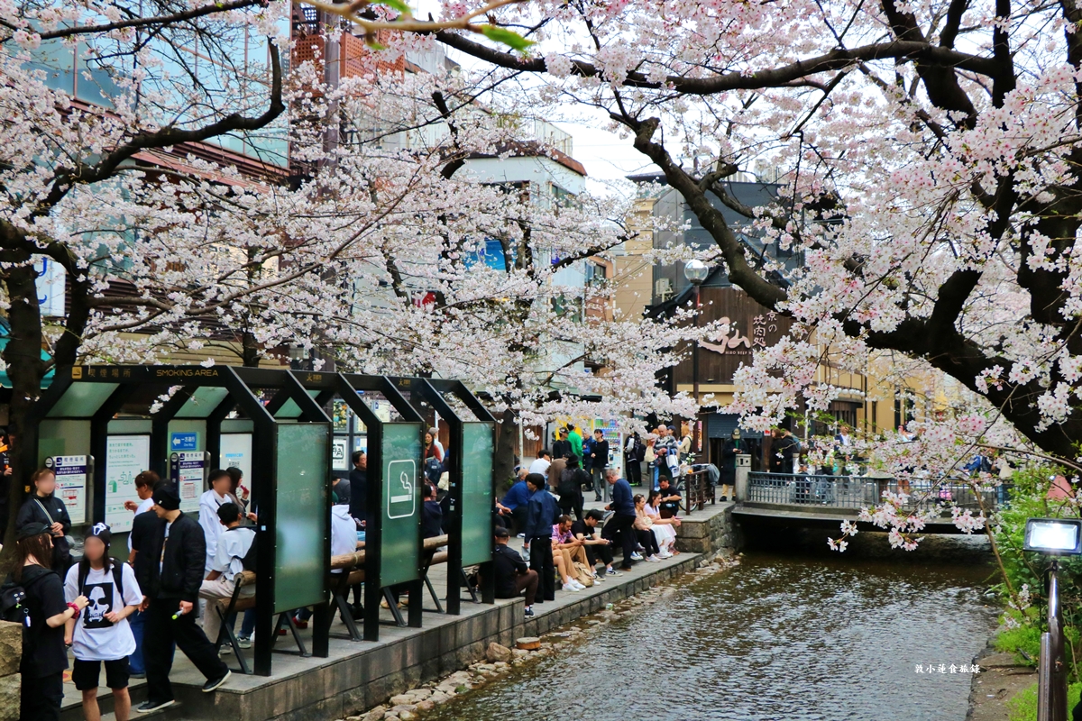 【日本京都】祇園白川櫻花‧京都浪漫賞櫻川道，如夢如幻的白川櫻，期間限定夜櫻點燈