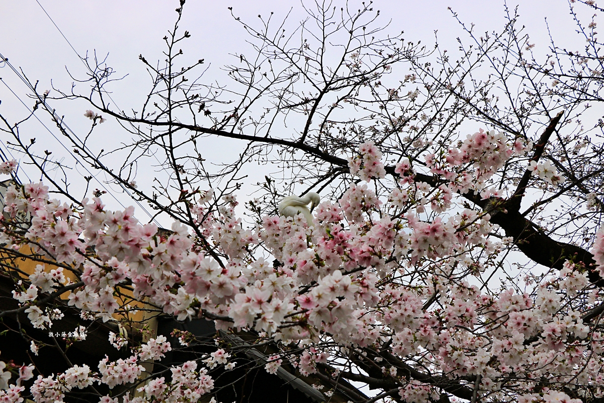 【日本京都】祇園白川櫻花‧京都浪漫賞櫻川道，如夢如幻的白川櫻，期間限定夜櫻點燈