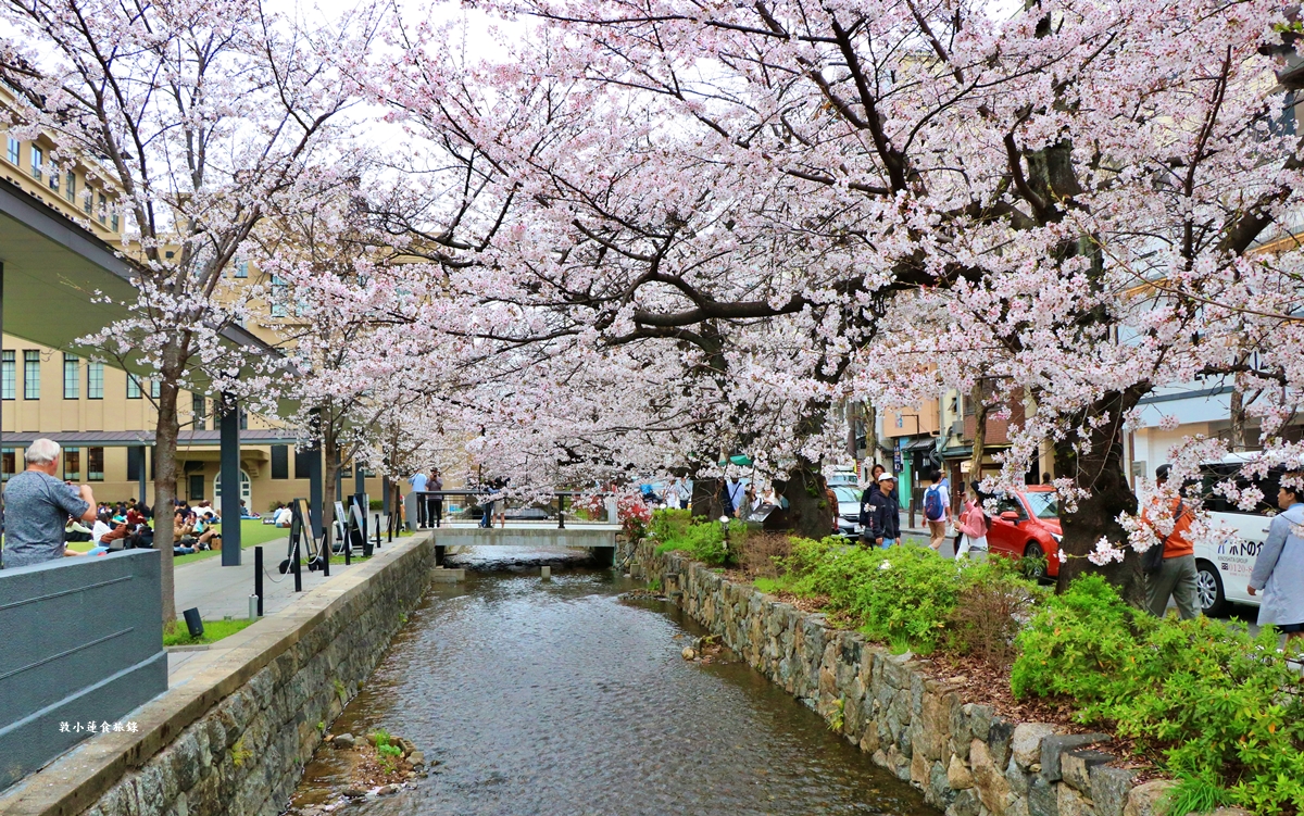 【日本京都】祇園白川櫻花‧京都浪漫賞櫻川道，如夢如幻的白川櫻，期間限定夜櫻點燈