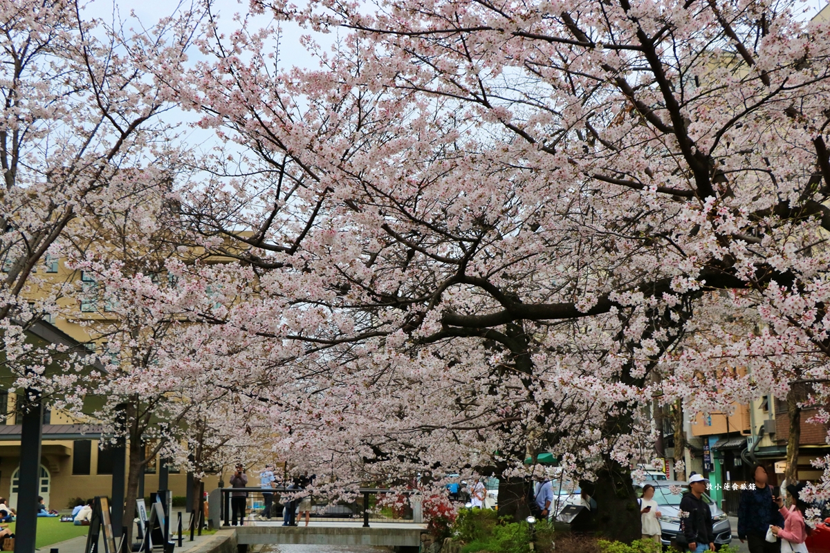 【日本京都】祇園白川櫻花‧京都浪漫賞櫻川道，如夢如幻的白川櫻，期間限定夜櫻點燈