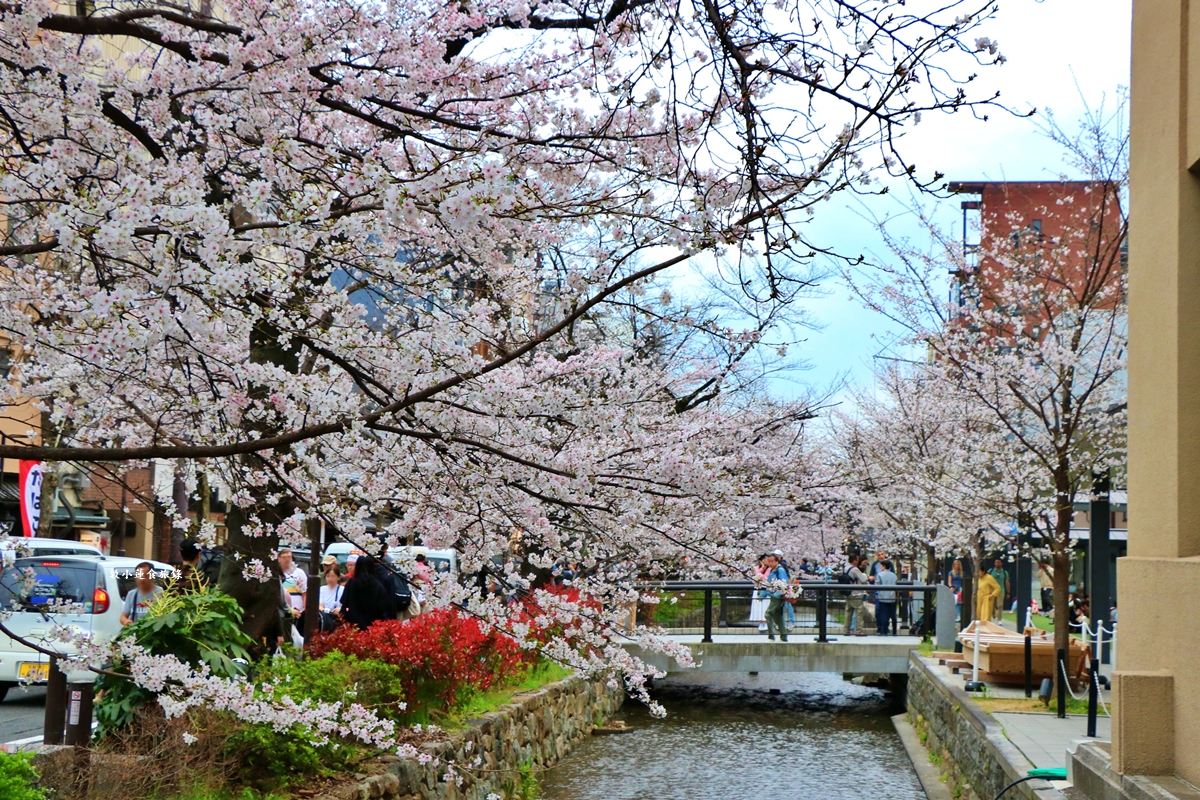 【日本京都】祇園白川櫻花‧京都浪漫賞櫻川道，如夢如幻的白川櫻，期間限定夜櫻點燈