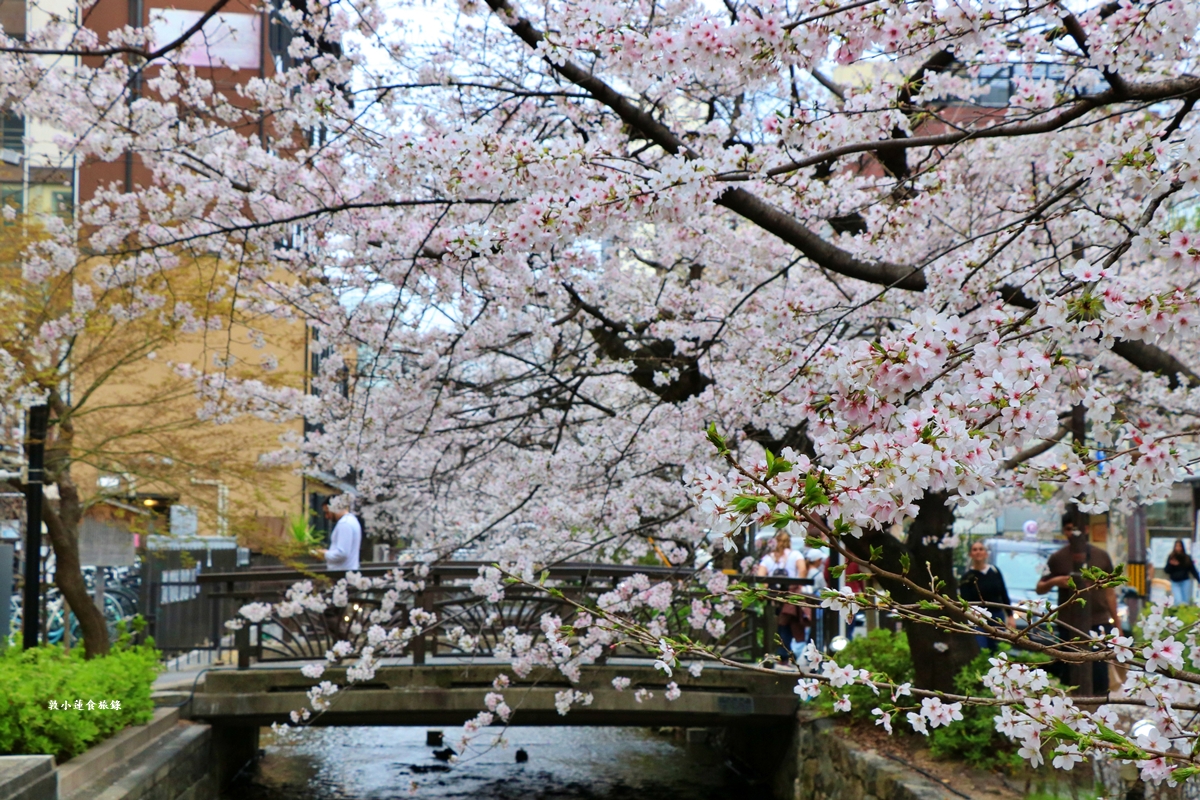 【日本京都】祇園白川櫻花‧京都浪漫賞櫻川道，如夢如幻的白川櫻，期間限定夜櫻點燈