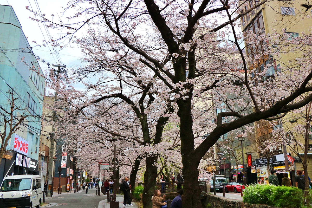 【日本京都】祇園白川櫻花‧京都浪漫賞櫻川道，如夢如幻的白川櫻，期間限定夜櫻點燈
