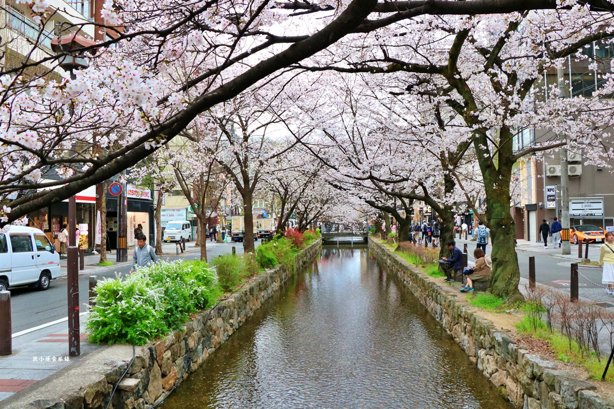 【日本京都】祇園白川櫻花‧京都浪漫賞櫻川道，如夢如幻的白川櫻，期間限定夜櫻點燈
