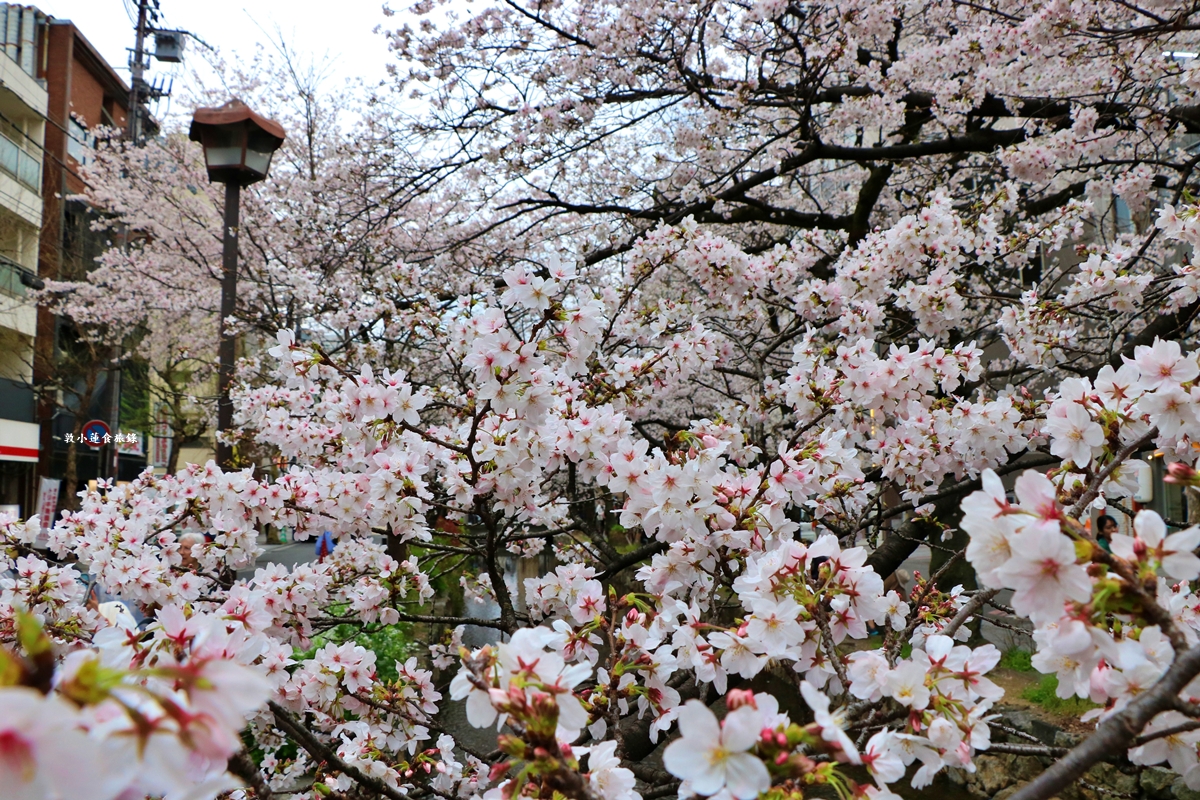 【日本京都】祇園白川櫻花‧京都浪漫賞櫻川道，如夢如幻的白川櫻，期間限定夜櫻點燈