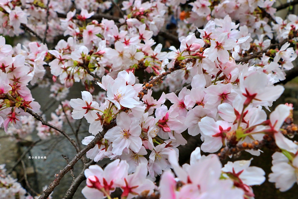 【日本京都】祇園白川櫻花‧京都浪漫賞櫻川道，如夢如幻的白川櫻，期間限定夜櫻點燈