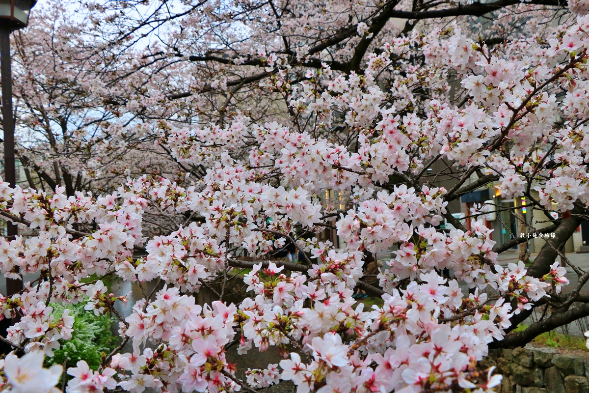 【日本京都】祇園白川櫻花‧京都浪漫賞櫻川道，如夢如幻的白川櫻，期間限定夜櫻點燈