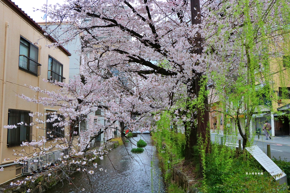 【日本京都】祇園白川櫻花‧京都浪漫賞櫻川道，如夢如幻的白川櫻，期間限定夜櫻點燈