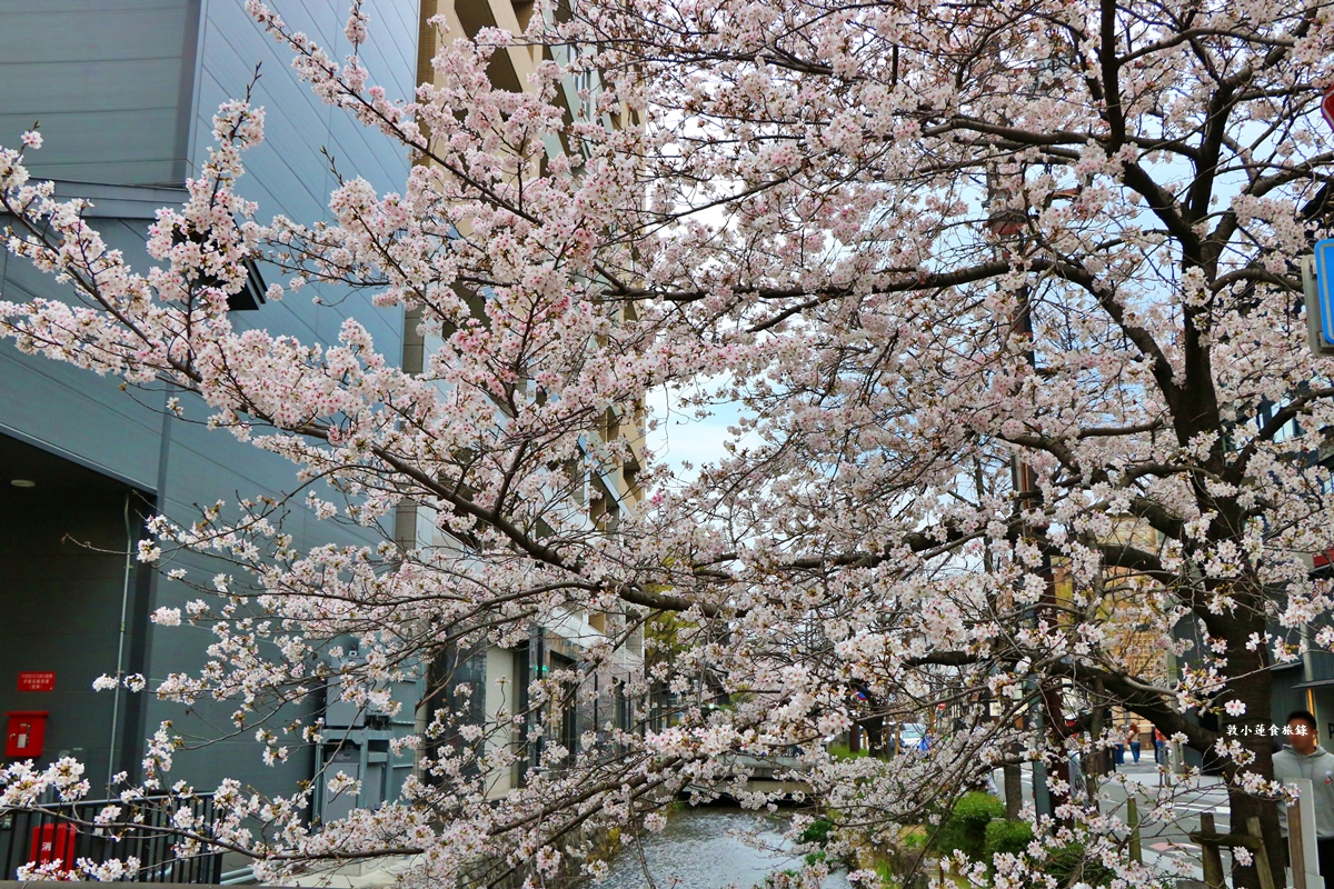 【日本京都】祇園白川櫻花‧京都浪漫賞櫻川道，如夢如幻的白川櫻，期間限定夜櫻點燈