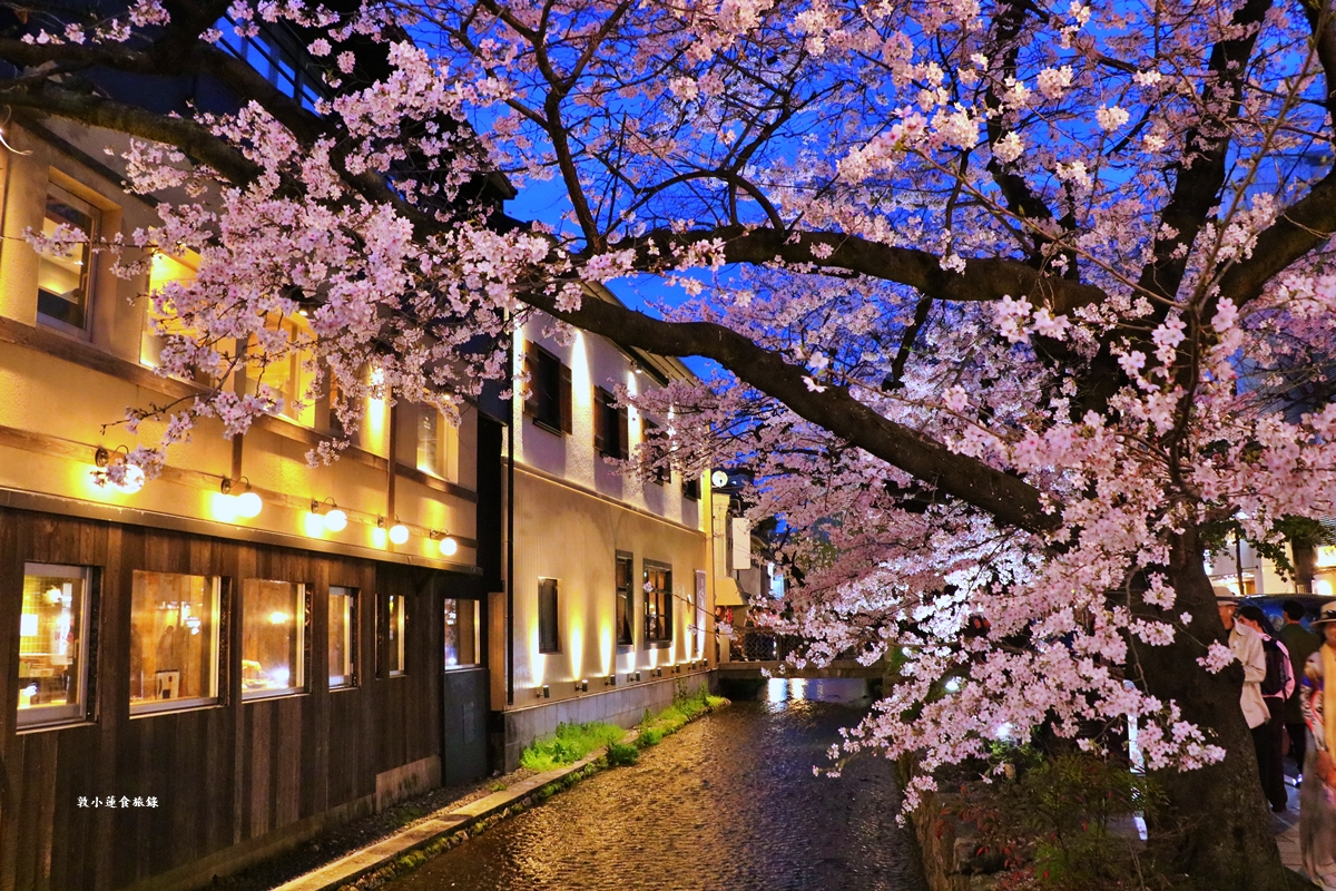 【日本京都】祇園白川櫻花‧京都浪漫賞櫻川道，如夢如幻的白川櫻，期間限定夜櫻點燈