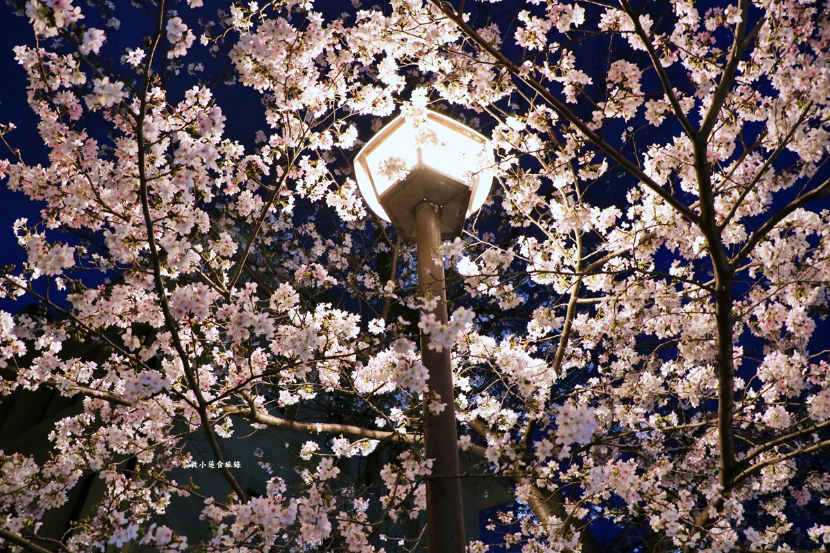 【日本京都】祇園白川櫻花‧京都浪漫賞櫻川道，如夢如幻的白川櫻，期間限定夜櫻點燈