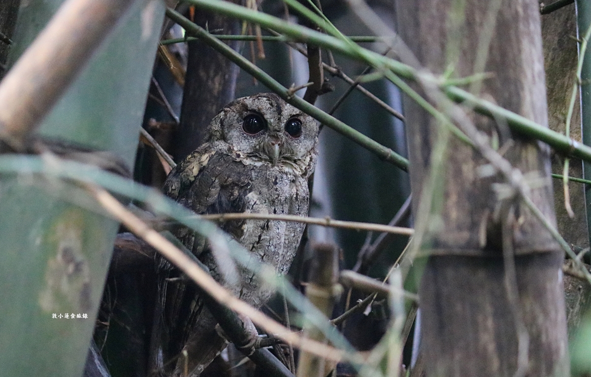 鳥松濕地公園‧自然生態教學為主的濕地公園,內有93種鳥類,喜愛鳥寶你絕不能錯過的生態公園 - 第44張圖 鳥松濕地公園‧自然生態教學為主的濕地公園,內有93種鳥類,喜愛鳥寶你絕不能錯過的生態公園