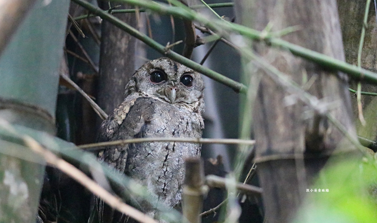 鳥松濕地公園‧自然生態教學為主的濕地公園,內有93種鳥類,喜愛鳥寶你絕不能錯過的生態公園 - 第45張圖 鳥松濕地公園‧自然生態教學為主的濕地公園,內有93種鳥類,喜愛鳥寶你絕不能錯過的生態公園